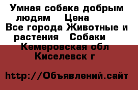 Умная собака добрым людям. › Цена ­ 100 - Все города Животные и растения » Собаки   . Кемеровская обл.,Киселевск г.